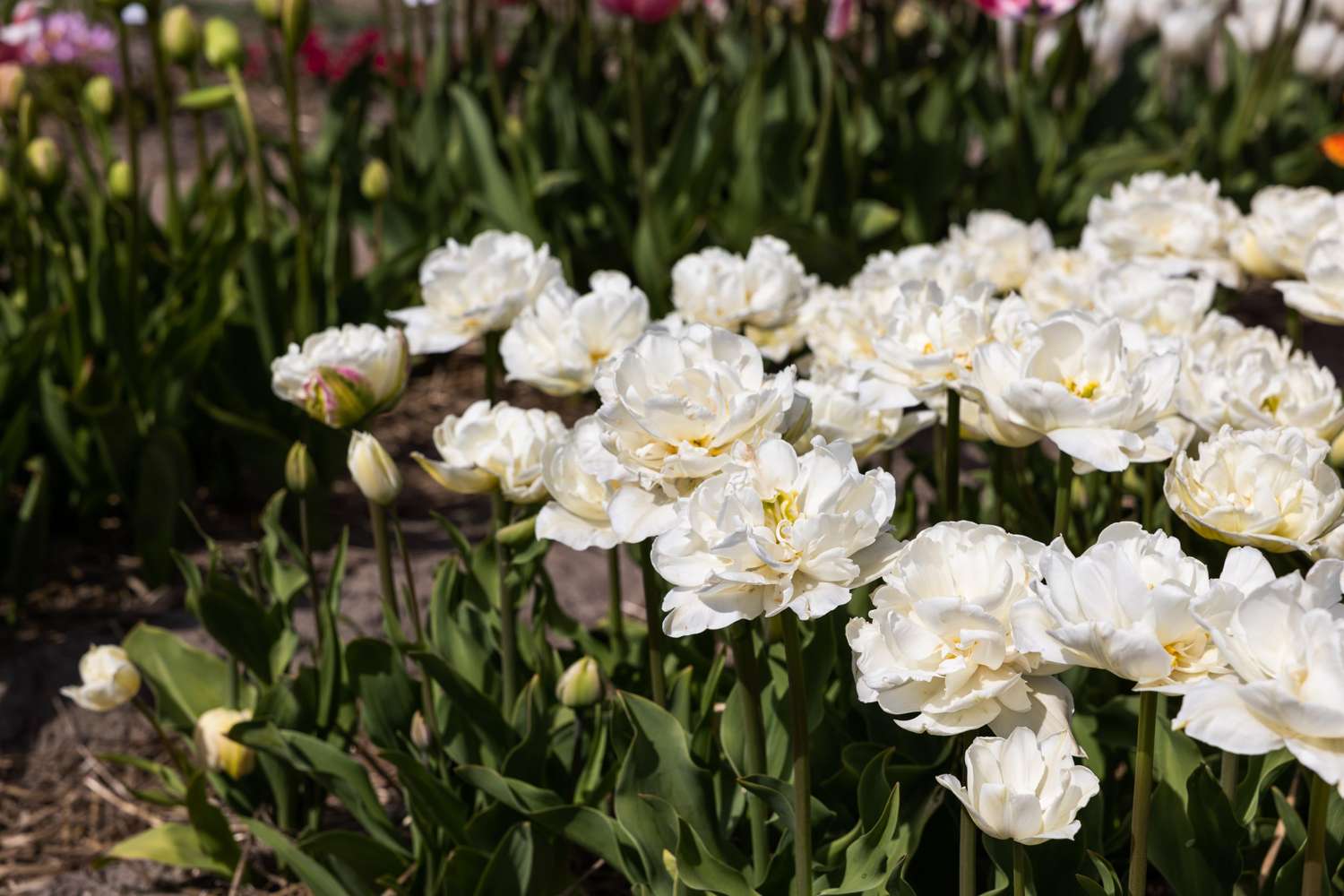 Tulipe 'Mount Tacoma'